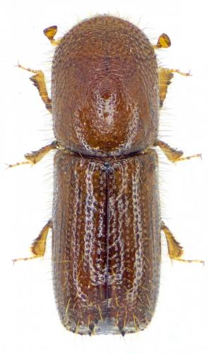 Réf. 214 631 : Xyleborus monographus